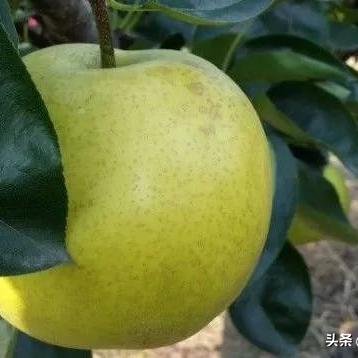 江苏无锡市枇杷生产地的长尾关键词有哪些