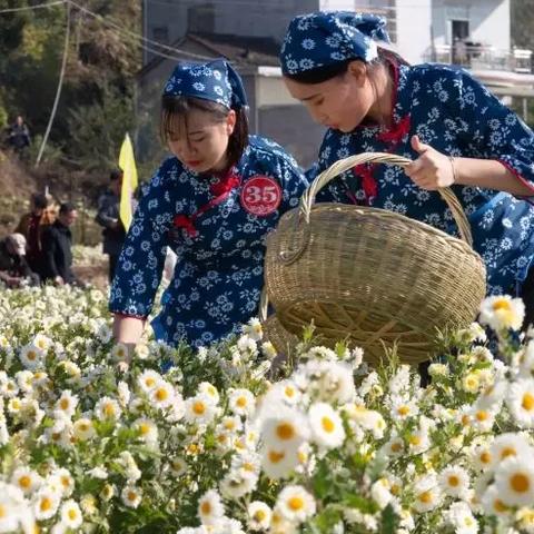 白菊是什么季节的水果