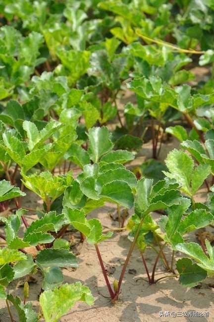 辛夷鼻炎(辛夷花的药用价值有哪些)