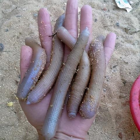 福建特色小吃土笋冻的相关长尾关键词有哪些