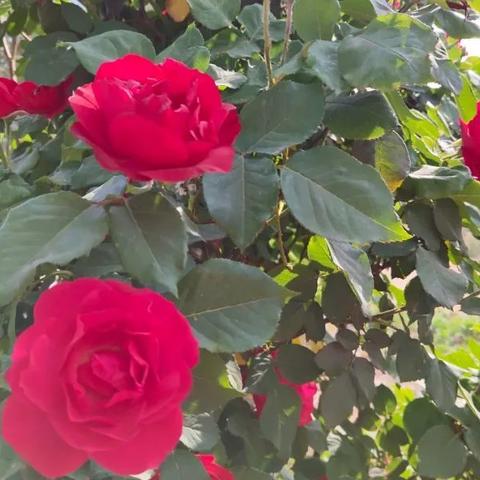 月季花是什么颜色的