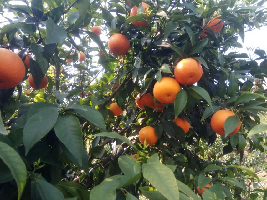 柑橘幼樹(shù)春季種植辦理手藝_柑橘苗葉子被羊吃過(guò)會(huì)影響長(zhǎng)稍嗎