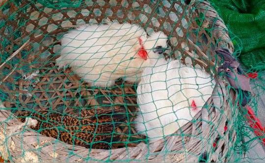 新手养鸡选什么品种好？养鸡注意事项，返乡养殖创业要注意的问题