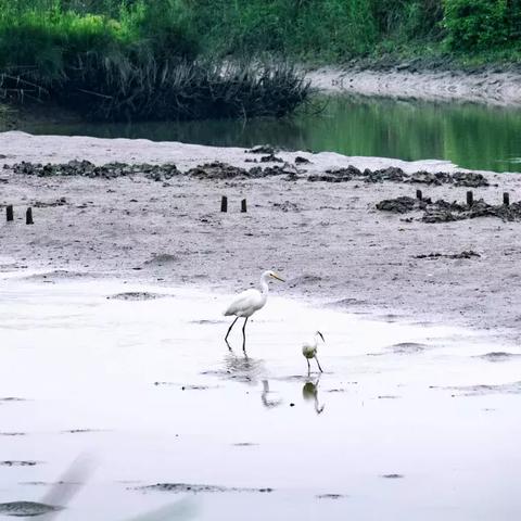 温州市岛中岛别墅在哪里