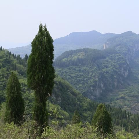 济南卖猫的相关长尾关键词有哪些