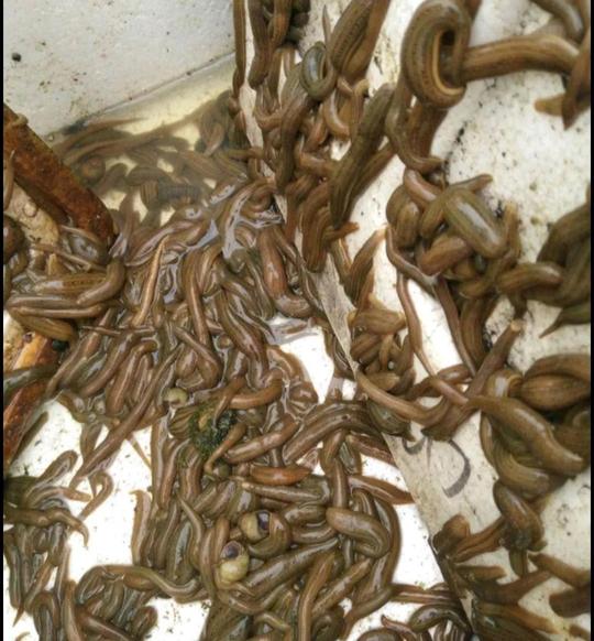 炒股败家的李老哥，直接回家创业养蚂蝗，一年竟然狂赚两三千万元