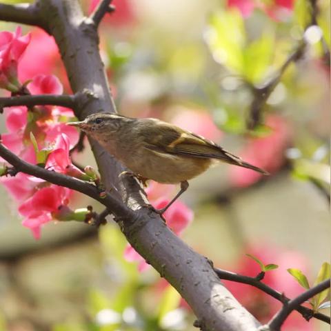 成都市哪里房价最好卖的的长尾关键词有什么 成都市哪里房价最好卖的的长尾关键词有什么