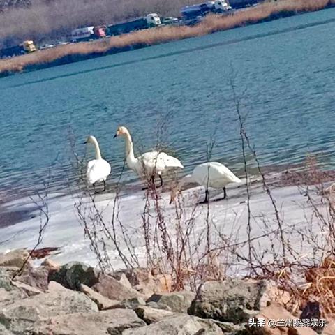 兰州市哪里看天鹅好的
