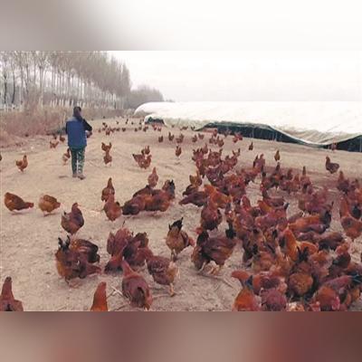沈阳肉食市场相关长尾关键词有哪些