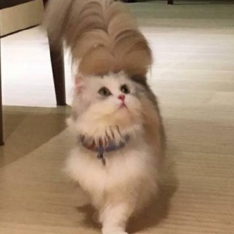 猫咪在线永久网站的长尾关键词是什么