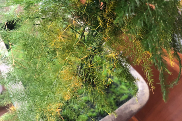 混合喂养可按规律喂食