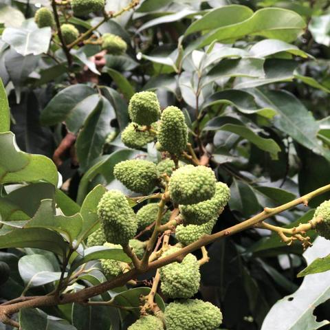 东莞市采荔枝在哪里卖的