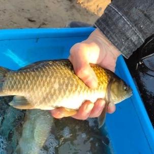 颗粒面粉做什么面食好的长尾关键词是什么