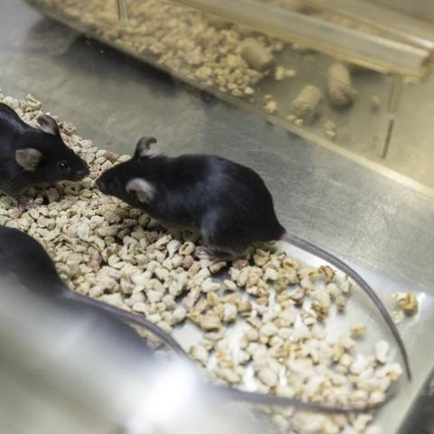 生肖鼠运势2025年运(生肖鼠运势2025年运程)