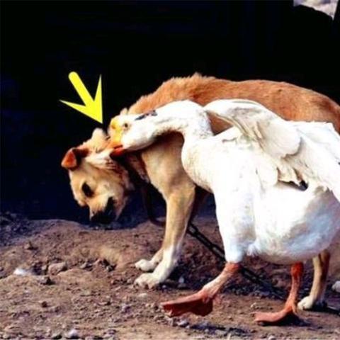 保定市打击村霸的长尾关键词有什么