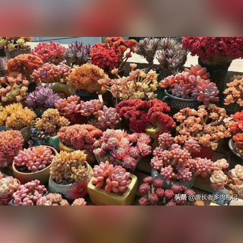 武汉多肉大棚的长尾关键词有哪些