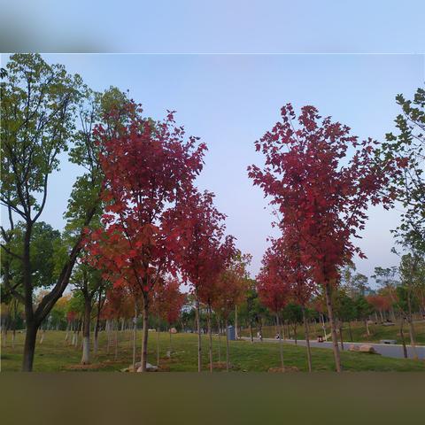 武汉市沙湖公园什么时间建好