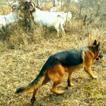 石家庄市哪里有平背德牧