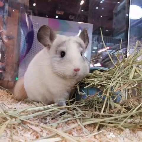 孕期交流软件的长尾关键词是什么 孕期交流软件的长尾关键词是什么