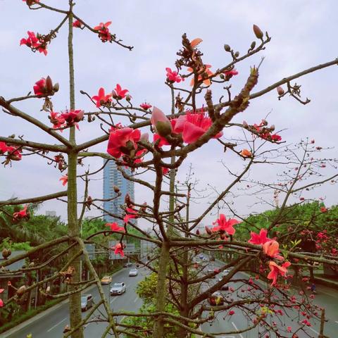 为什么称南宁为绿城？