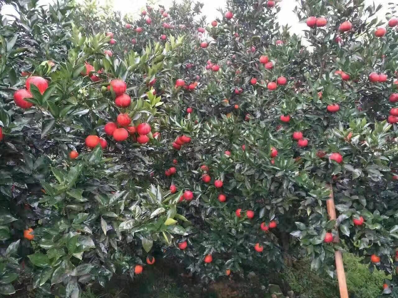 種植手藝簡(jiǎn)單的柑橘_柑橘生草栽培是如何逃肥的