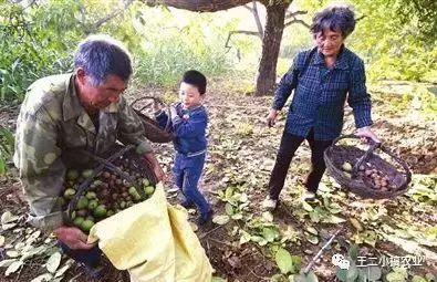 坚果传媒带货吗 卖坚果赚钱吗