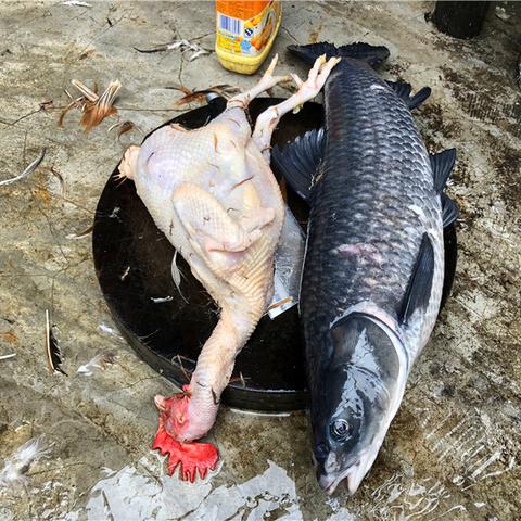 南宁市怎么应聘鸭子