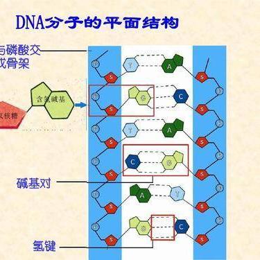 【胞嘧啶,胞嘧啶是什么字母】