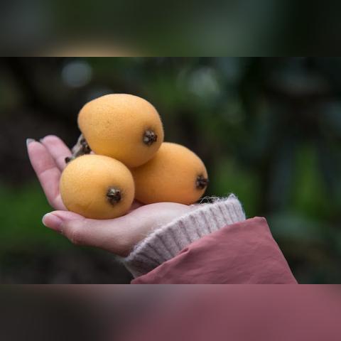 福建枇杷联系方式是什么