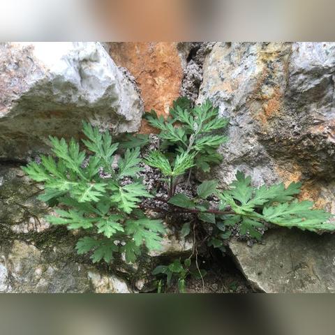 久草视频大全中国的长尾关键词有什么