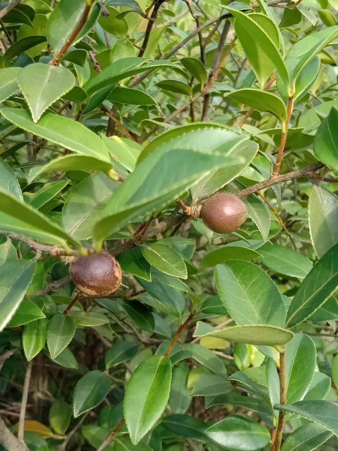 油茶种植时间,白花茶油树果什么时间采?