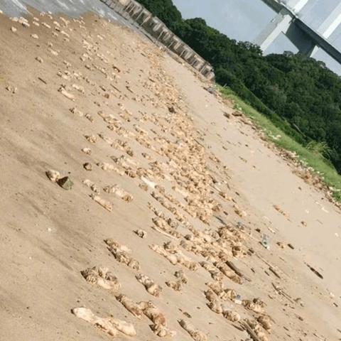 东莞市虎门港大桥在哪里