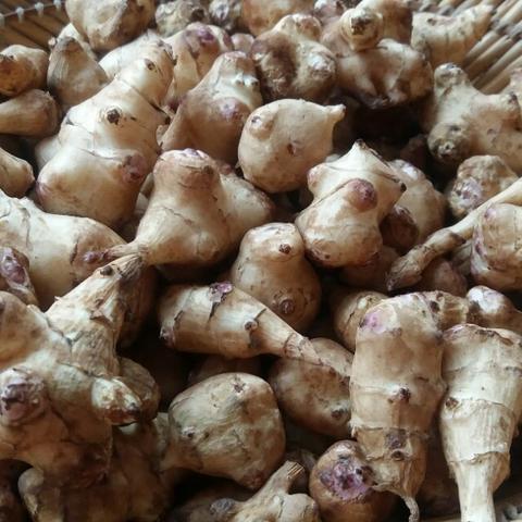 菊糖(菊糖升血糖吗)