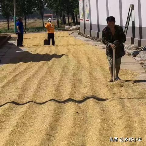 河南今年什么时候收麦