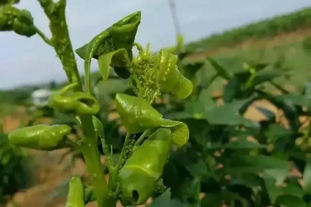 柑橘病蟲害防治辦法及辦法_怎么削減柑橘果面的凹凸和傷痕