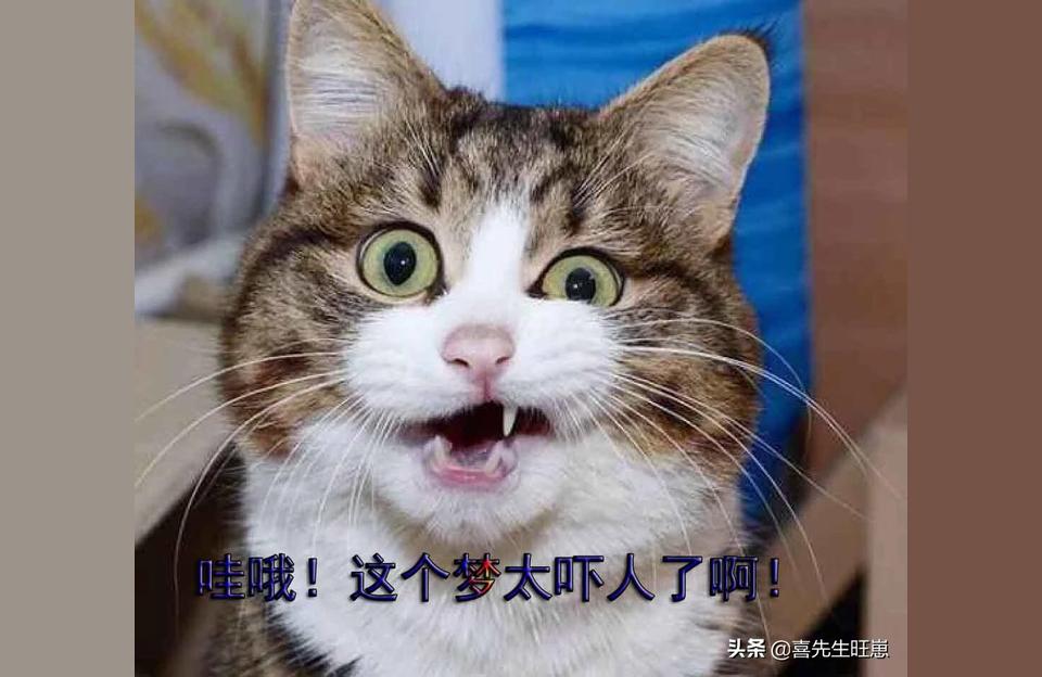 梦见一群小狗