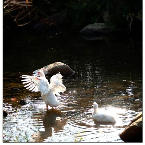 福建赤嘴片怎么样
