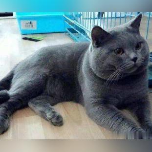 杭州纯白小猫的相关长尾关键词有哪些