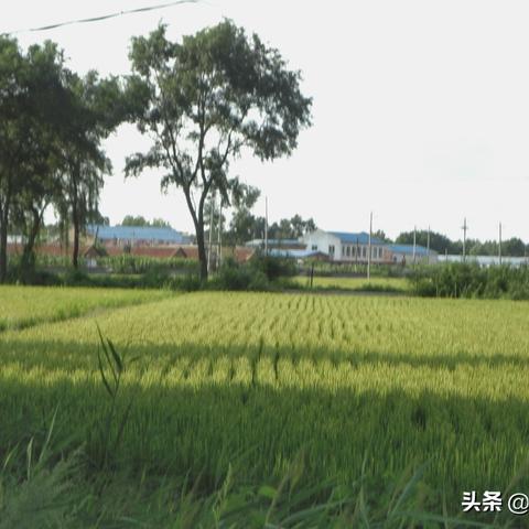 新民雨田和沈阳雨田哪个好？
