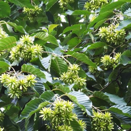 河南哪个地方人很高