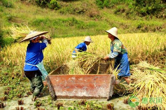 2020年种植稻谷挣钱吗？附种植一亩稻谷的成本及利润分析