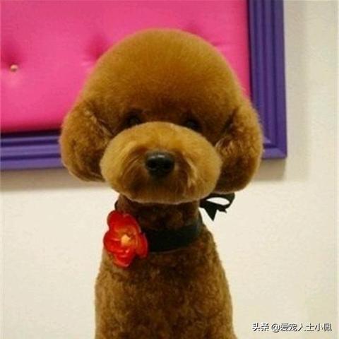 武汉话泰迪的相关长尾关键词有哪些