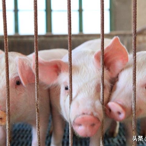 临沂市屠宰厂招工电话的长尾关键词有哪些