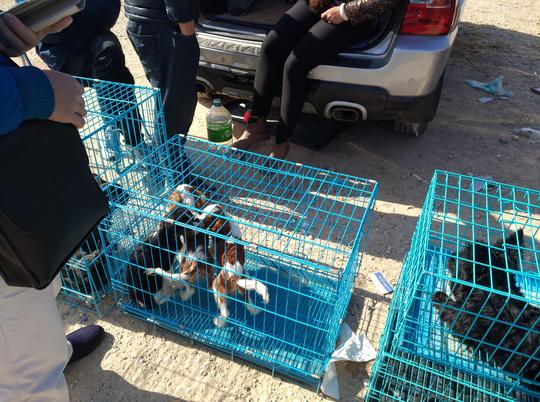 商贩养殖冷门查理王小猎犬，理想3000出售，现实不低于800元！
