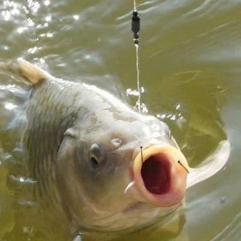 十二生肖运势今日天气(十二生肖今天运势查询 百度)