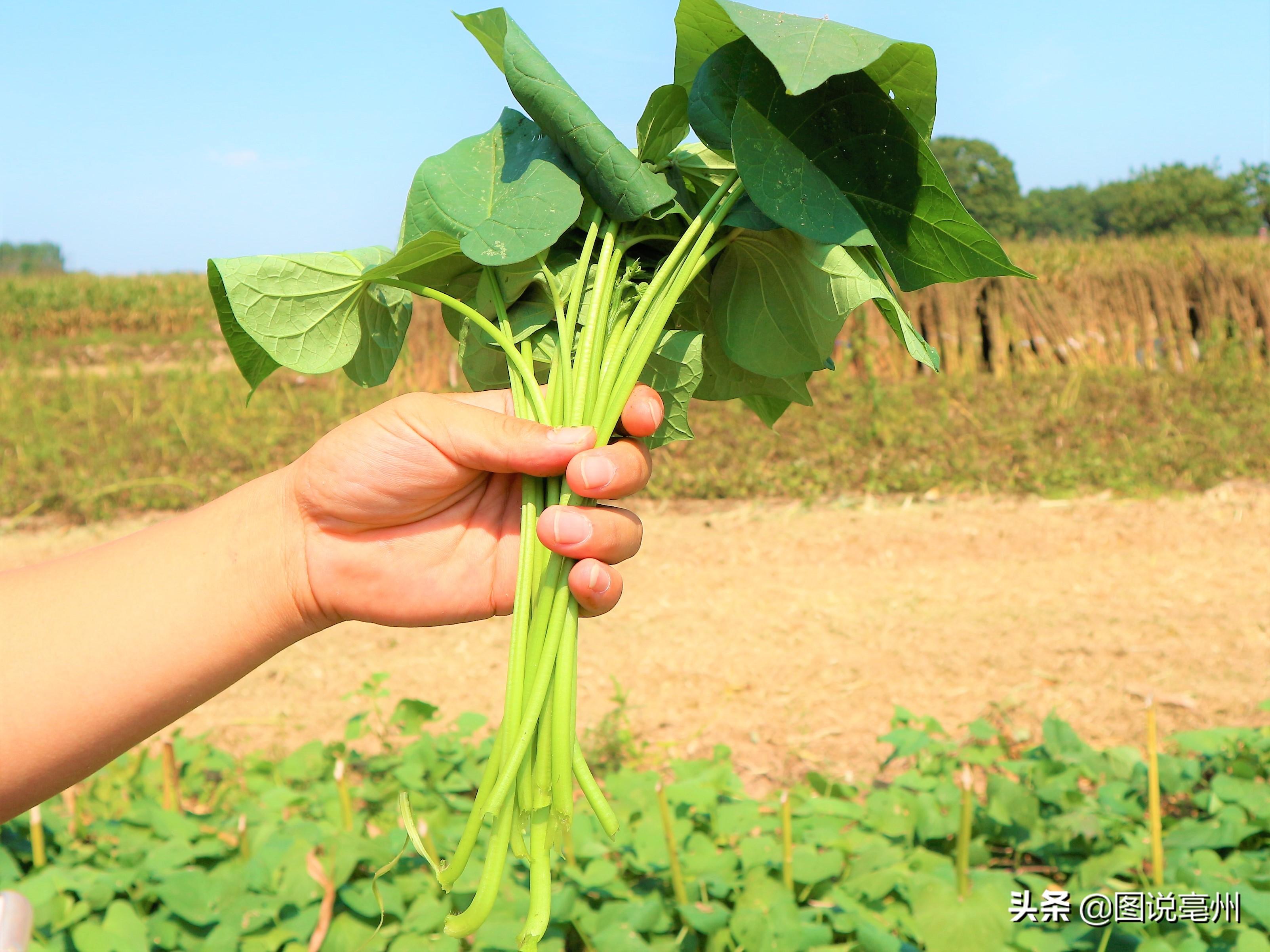 红薯可以做什么美食（红薯煮熟可以喂小龙虾吗）