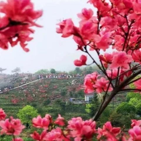 温州市哪里有庙会场所