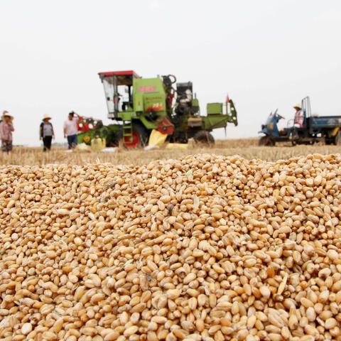 周口市小麦有多少亩地