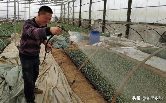 退伍兵回乡创业，建起服务乡邻的育苗基地，快看他是谁