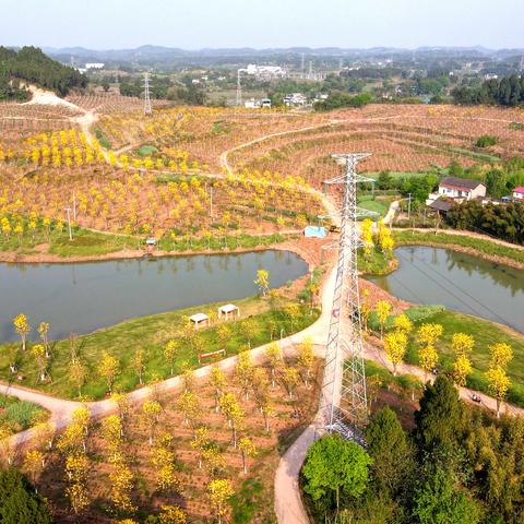 桂林哪里有风铃木种子相关长尾关键词有哪些